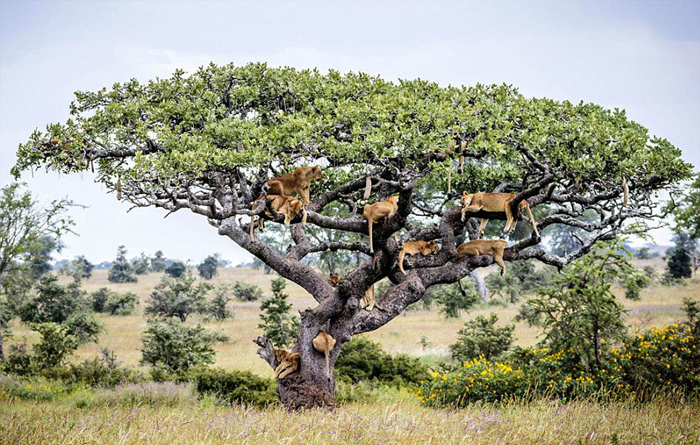 (تصاویر) 15 شیر بالای یک درخت! (تصاویر) 15 شیر بالای یک درخت!