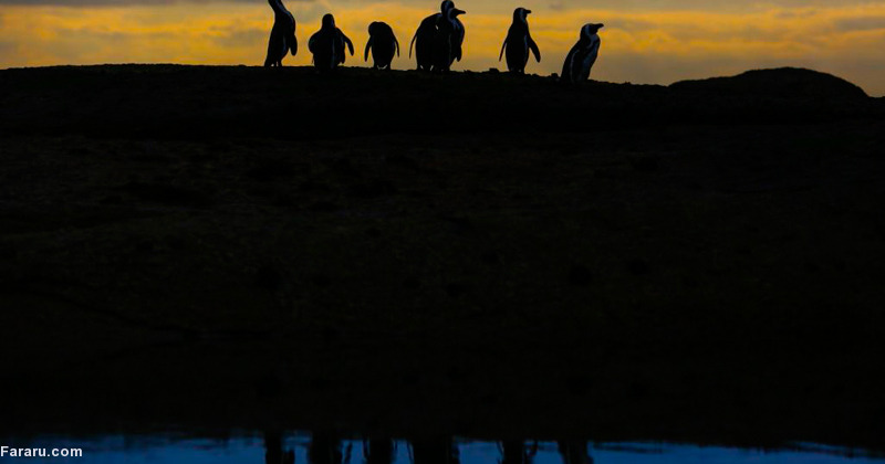 تصویر تصویر