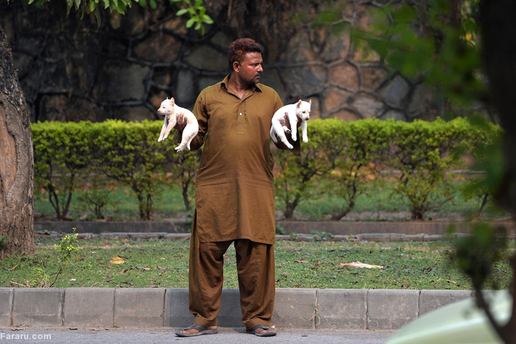 تصویر تصویر