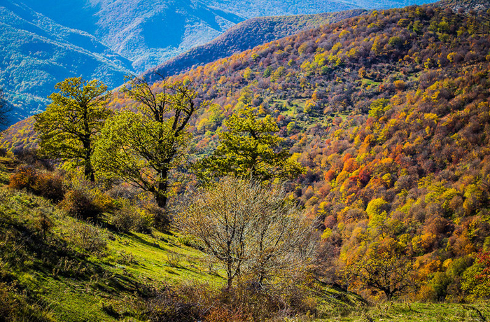 (تصاویر) پاییز طلایی جنگل ابر (تصاویر) پاییز طلایی جنگل ابر