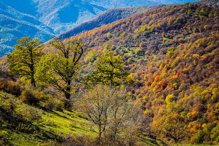 تصویر تصویر