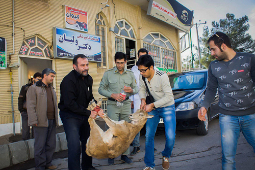 (تصاویر) مداوای بزکوهی پس از نبرد با گرگ (تصاویر) مداوای بزکوهی پس از نبرد با گرگ