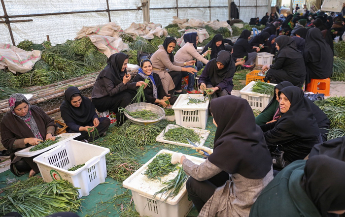 (تصاویر) طبخ آش 80 تنی در شیراز (تصاویر) طبخ آش 80 تنی در شیراز