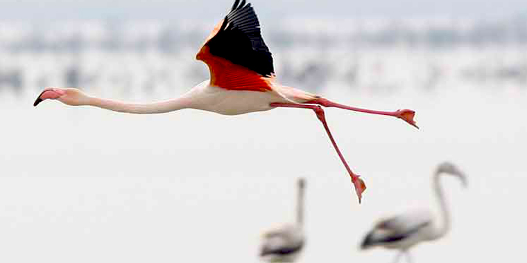 تصویر تصویر