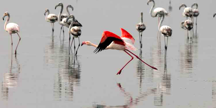 تصویر تصویر