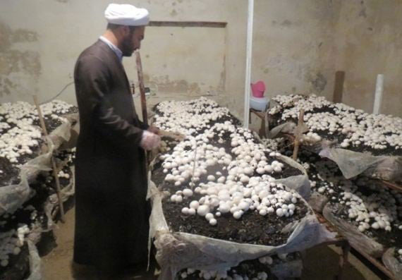 (تصاویر) پرورش قارچ در خانه امام جمعه (تصاویر) پرورش قارچ در خانه امام جمعه