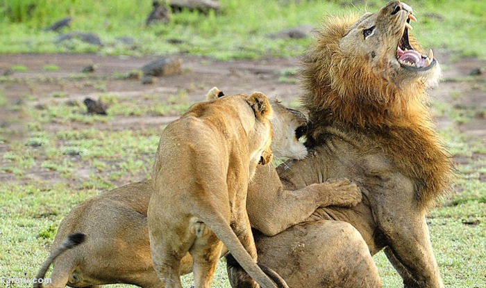 (تصاویر) اتحاد ماده شیرها در برابر شیرنر (تصاویر) اتحاد ماده شیرها در برابر شیرنر