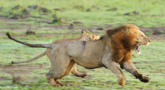(تصاویر) اتحاد ماده شیرها در برابر شیرنر (تصاویر) اتحاد ماده شیرها در برابر شیرنر
