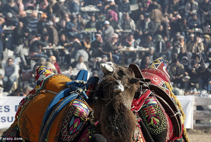 (تصاویر) کشتی شترها (تصاویر) کشتی شترها