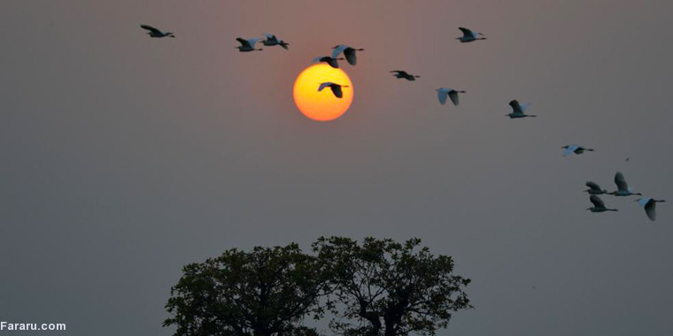 تصویر تصویر