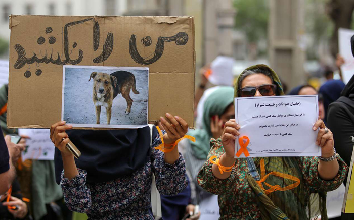 (تصاویر) اعتراض به سگکشی در شیراز (تصاویر) اعتراض به سگکشی در شیراز