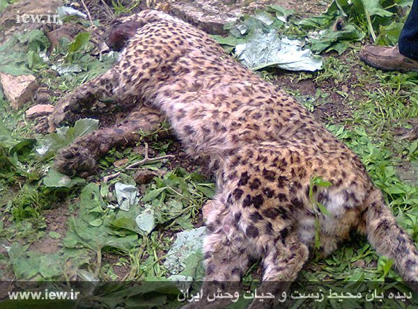 (تصاویر) کشتار ششمین پلنگ در سال ۹۴ (تصاویر) کشتار ششمین پلنگ در سال ۹۴