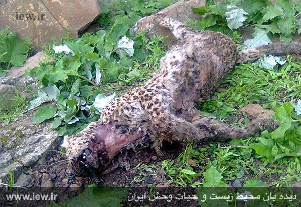 (تصاویر) کشتار ششمین پلنگ در سال ۹۴ (تصاویر) کشتار ششمین پلنگ در سال ۹۴
