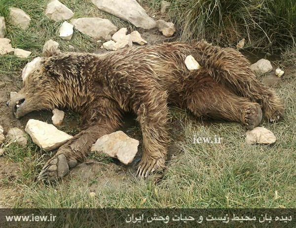 (تصاویر) قتل وحشیانه خرس قهوهای در کرمانشاه (تصاویر) قتل وحشیانه خرس قهوهای در کرمانشاه