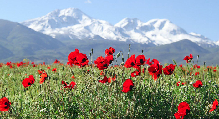 تصویر تصویر
