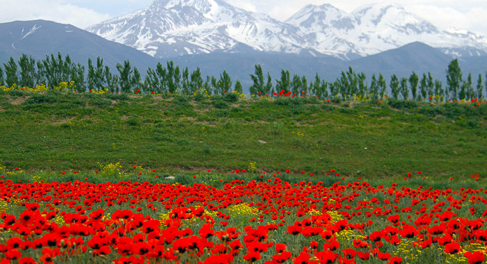 تصویر تصویر
