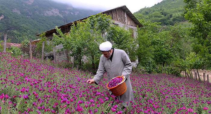 تصویر تصویر