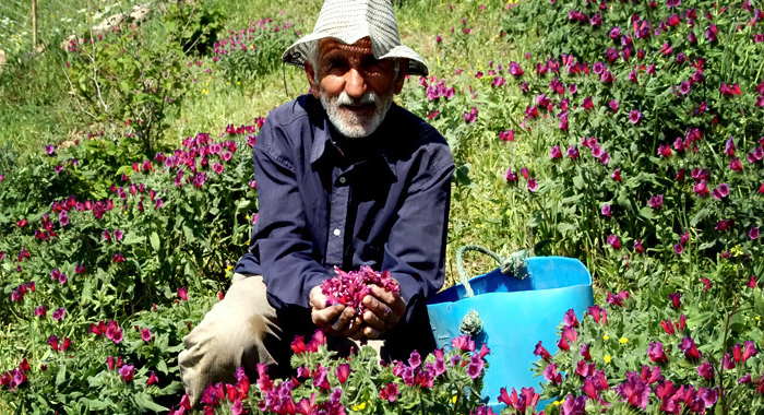 تصویر تصویر