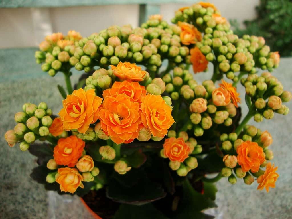 کالانکوئه کریسمس