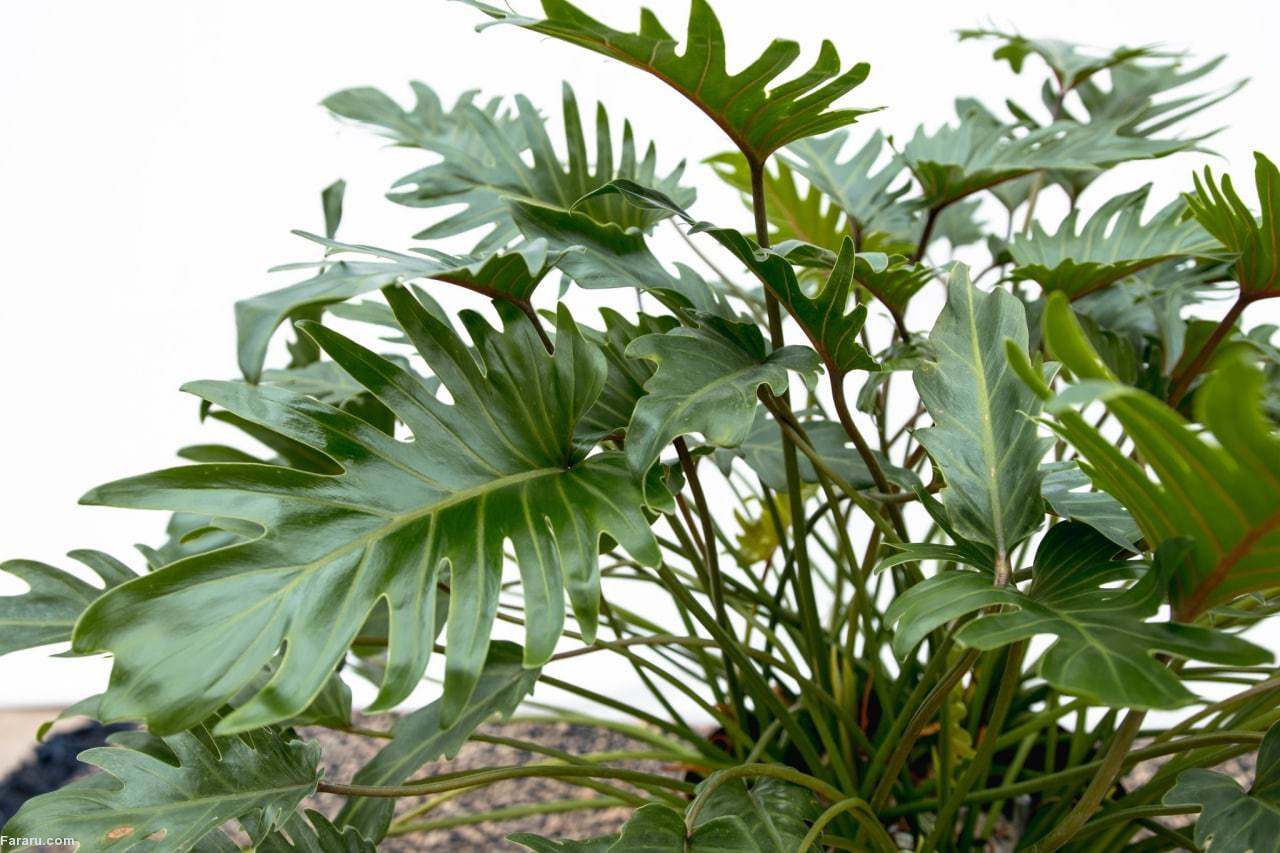 برگ انجیری