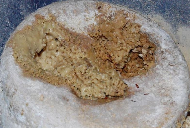 چندش‌آور‌ترین غذا‌های دنیا