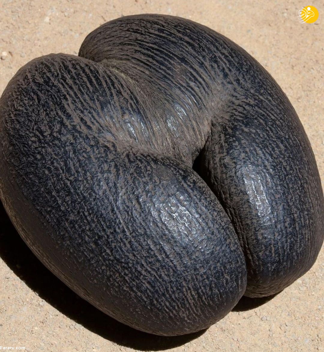 (تصاویر)