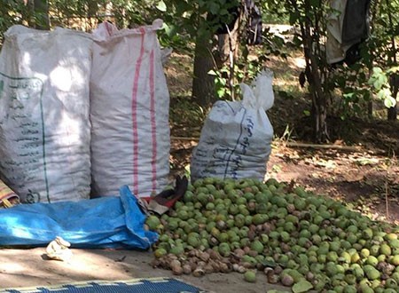 چرا گردو گران است؟+ جدول قیمت