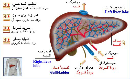 کبدتان را چقدر میشناسید؟ کبدتان را چقدر میشناسید؟