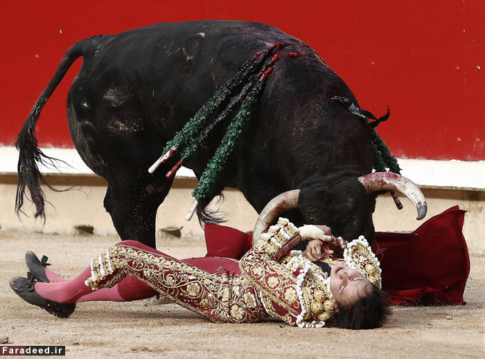 (تصاویر) نبرد خونین ماتادور 19ساله و گاوخشمگین (تصاویر) نبرد خونین ماتادور 19ساله و گاوخشمگین