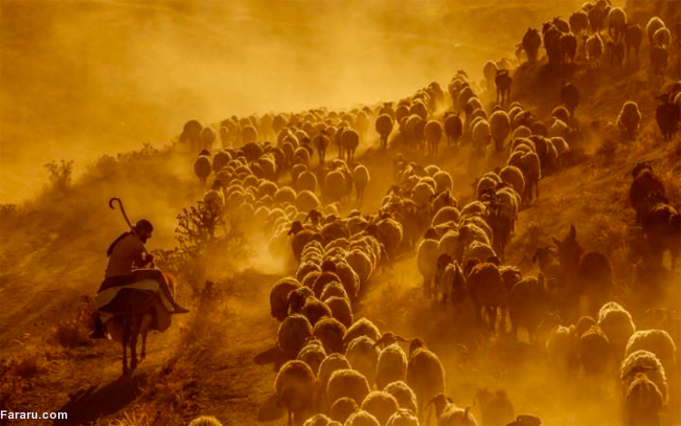 تصویر تصویر