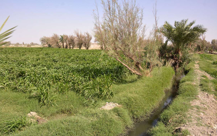 (تصاویر) آبیاری زمین با آب فاضلاب در سیستان (تصاویر) آبیاری زمین با آب فاضلاب در سیستان