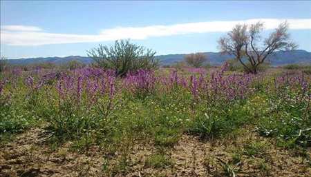 (تصاویر) دره هندوستان ایران (تصاویر) دره هندوستان ایران