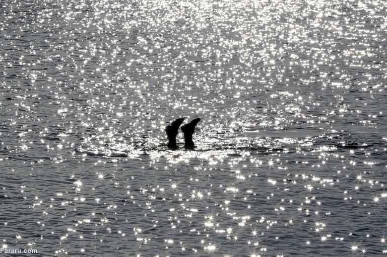 تصویر تصویر