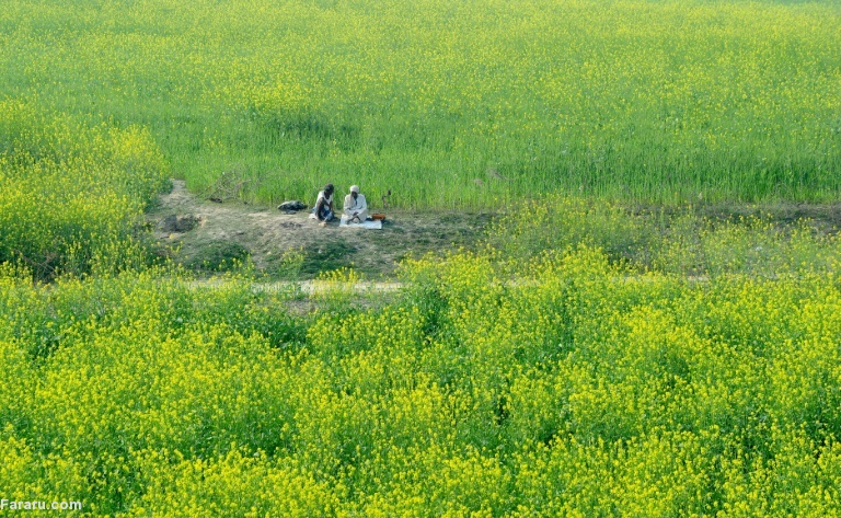 تصویر تصویر
