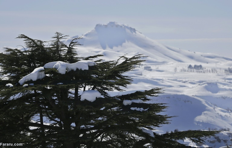 تصویر تصویر