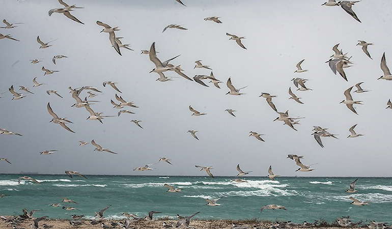 تصویر تصویر