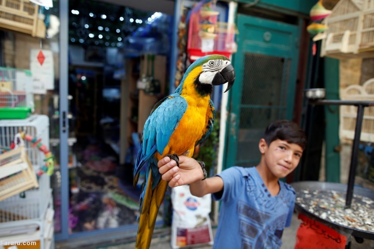 تصویر تصویر