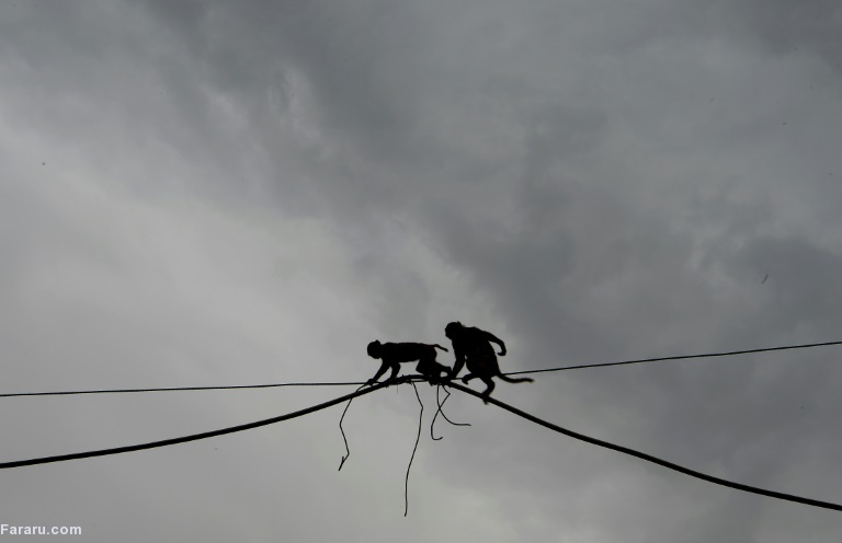تصویر تصویر
