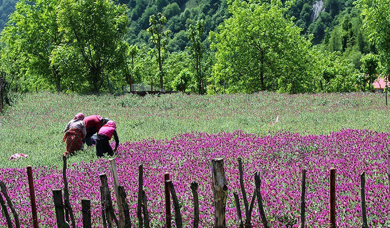 تصویر تصویر