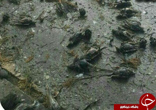 تصاویر تلخ از مرگ گنجشکها در مازندران تصاویر تلخ از مرگ گنجشکها در مازندران