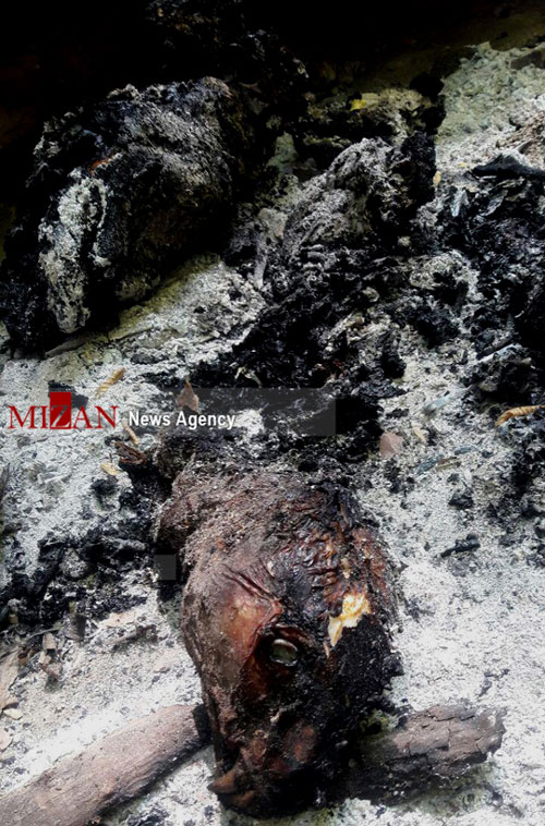 پیگیری حادثه سوزاندن پلنگ ماده در مازندران پیگیری حادثه سوزاندن پلنگ ماده در مازندران
