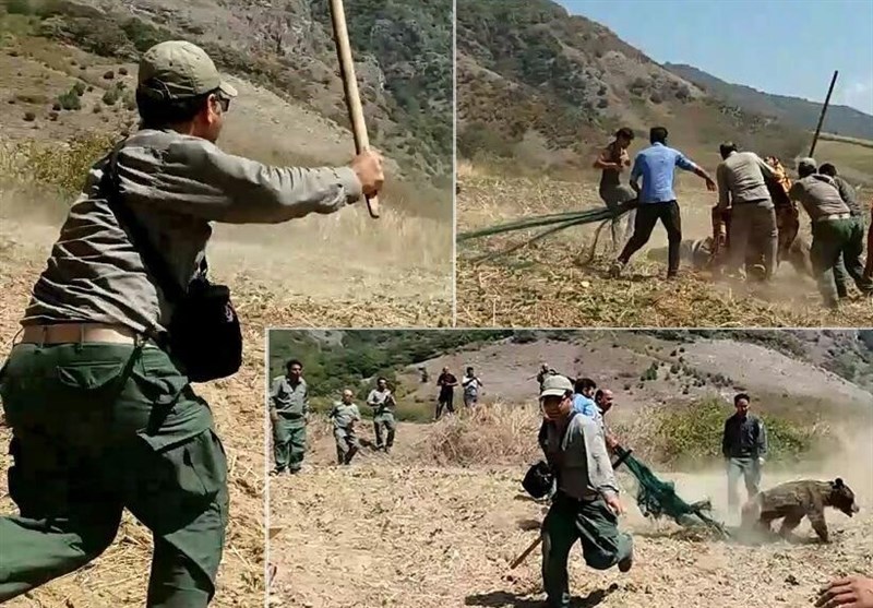 (ویدیو) لحظه دلخراش کشتن یک خرس توسط محیط بانان (ویدیو) لحظه دلخراش کشتن یک خرس توسط محیط بانان