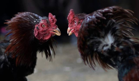 خروسهای مبارز و اثرات لذت خونبازی! خروسهای مبارز و اثرات لذت خونبازی!