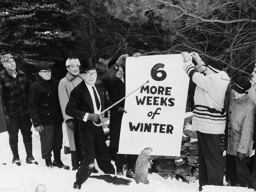 (تصاویر) پیش‌بینی آب و هوا با موش‌خرما!