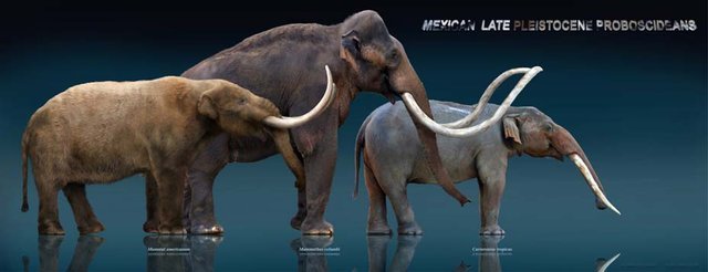 یافتن استخوان یک حیوان منقرض شده توسط ۳ کودک یافتن استخوان یک حیوان منقرض شده توسط ۳ کودک