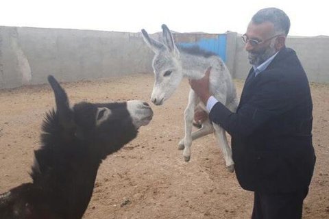 تلاش یک کارآفرین برای احیای نسل الاغ