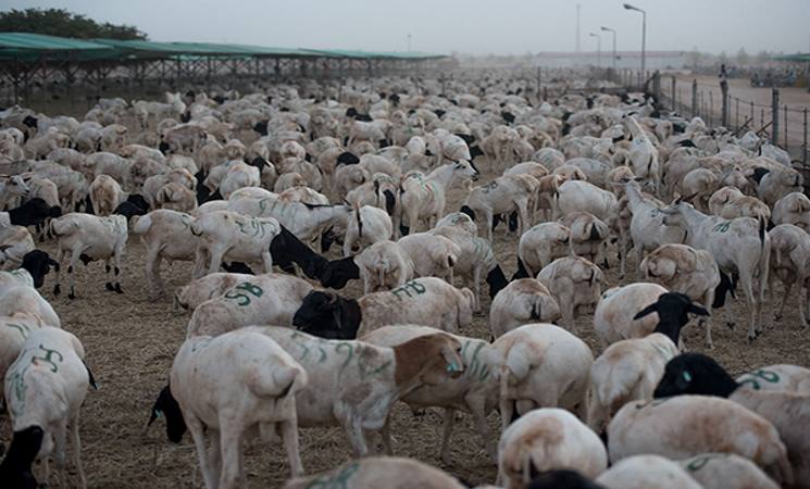 استفاده سیاسی عربستان از گوسفندان قربانی! استفاده سیاسی عربستان از گوسفندان قربانی!