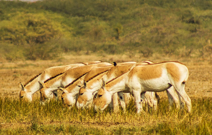 جنجال گورخرها!