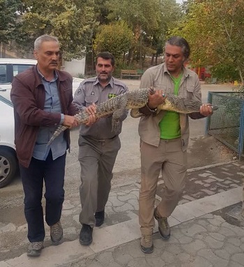 (تصویر) کشف کروکدیل از رستورانی در کرج (تصویر) کشف کروکدیل از رستورانی در کرج