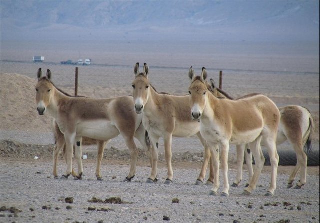 (تصاویر) گورخرهای آسیایی در مرحله جدید انتقال به سمنان ترسیدند؟ (تصاویر) گورخرهای آسیایی در مرحله جدید انتقال به سمنان ترسیدند؟